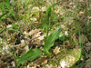 Platanthera chlorantha