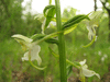 Platanthera chlorantha