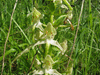 Platanthera chlorantha