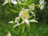 Platanthera chlorantha