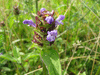 Prunella vulgaris