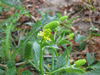 Ranunculus sceleratus