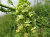 Reseda lutea