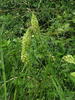 Reseda lutea