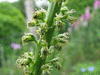 Reseda luteola