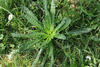 Reseda luteola