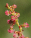 Rumex thyrsiflorus