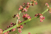 Rumex thyrsiflorus