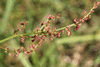 Rumex thyrsiflorus