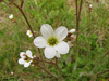 Saxifraga granulata