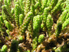 Sedum acre