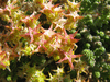 Sedum acre