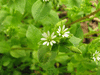 Stellaria media