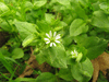 Stellaria media