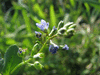 Veronica beccabunga