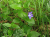 Vinca major