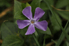 Vinca major