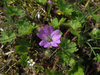 Geranium molle